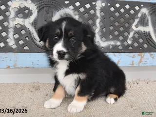 Australian Shepherd dogs for sale: Raine - Ad 2