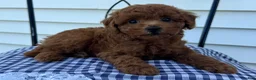 Miniature Poodle dogs for sale: Titus - Ad 1