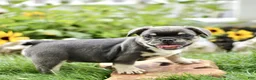 French Bulldog dogs for sale: Buddy  - Ad 5
