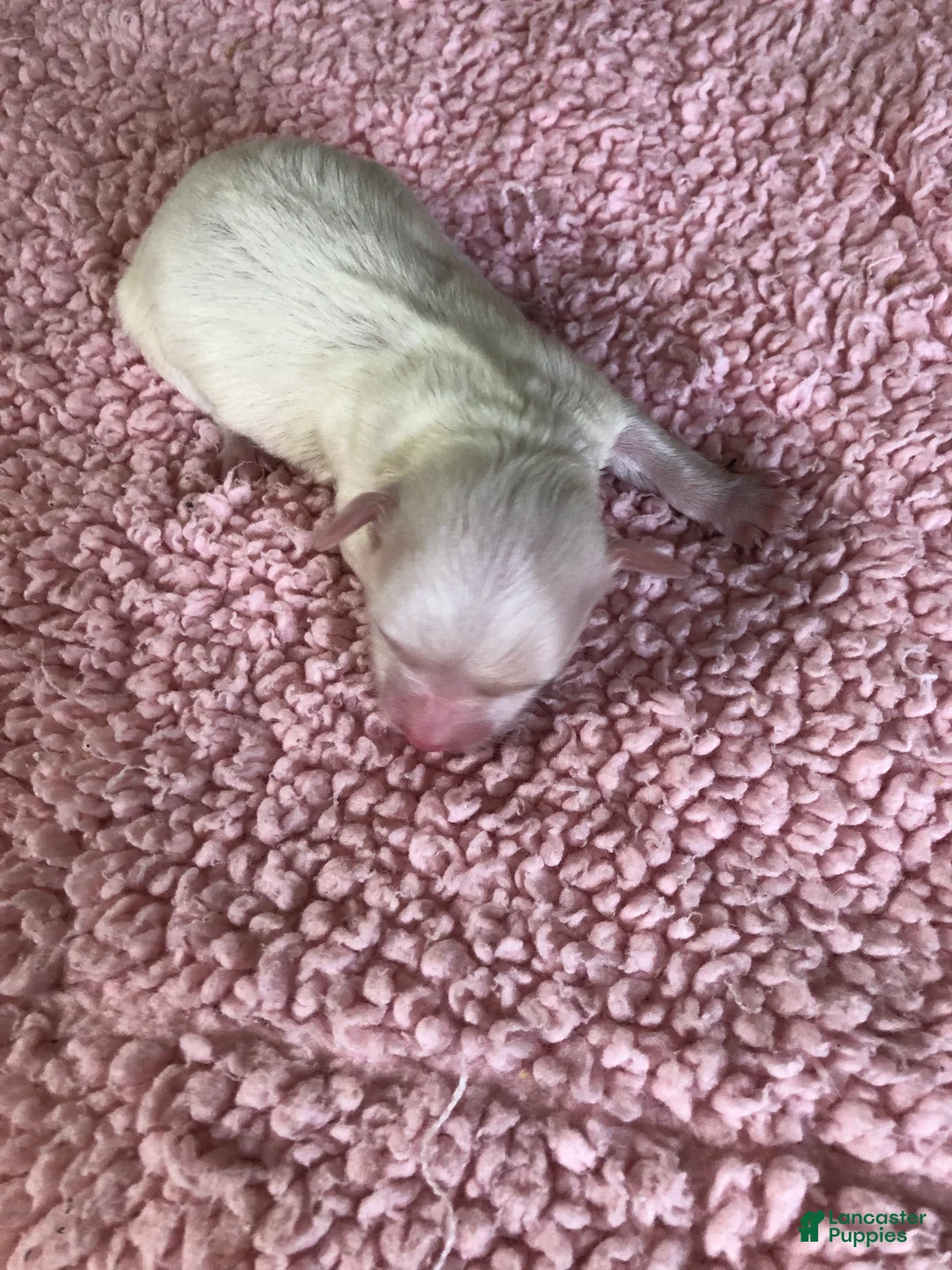 Maltipoo dogs for sale: Zuko - Ad 1