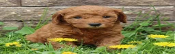 Mini Goldendoodle dogs for sale: Bella - Ad 3