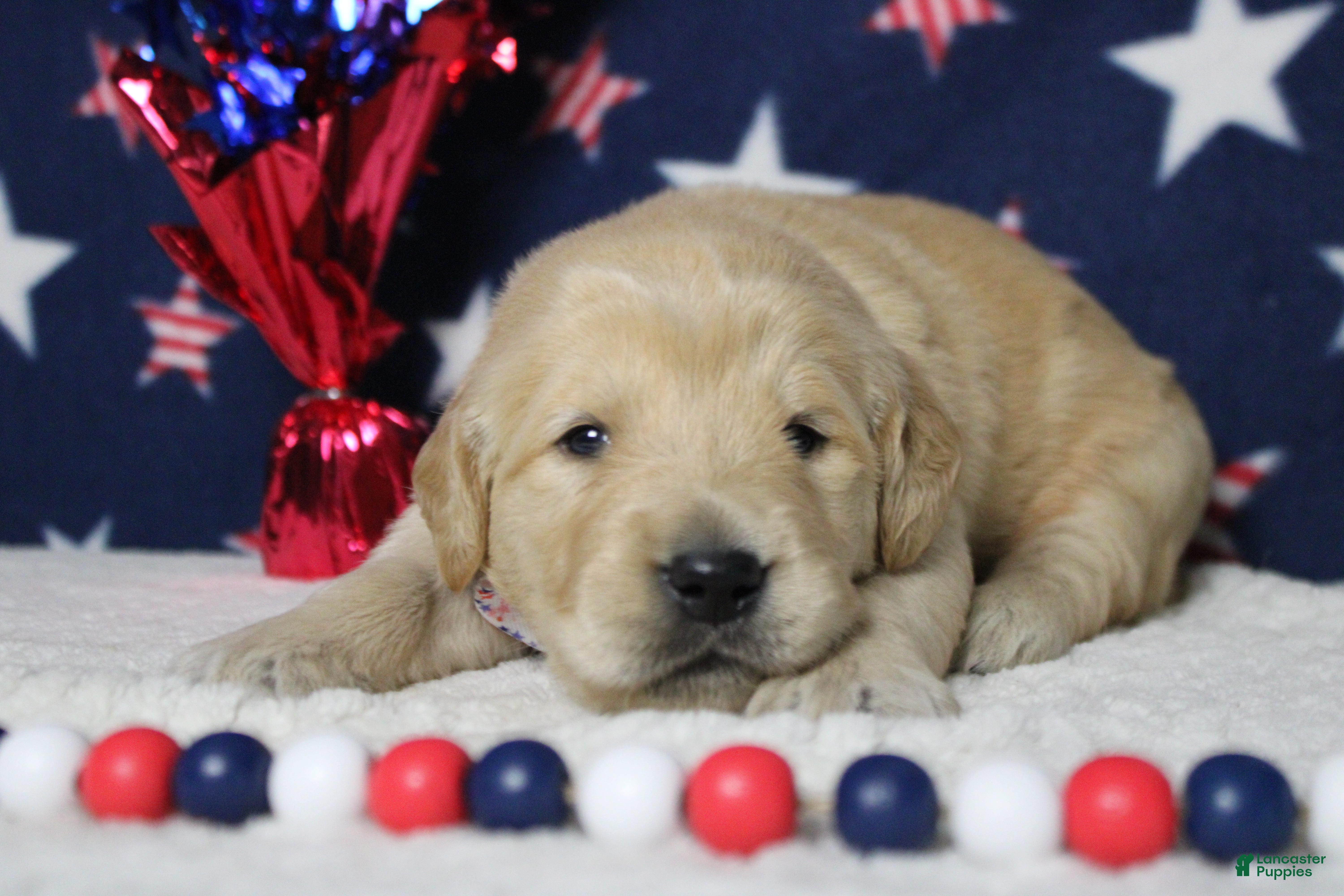Golden Retriever dogs Challah - Ad 13