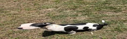 American Bully dogs for sale: American Bully Puppy 7 - Ad 2
