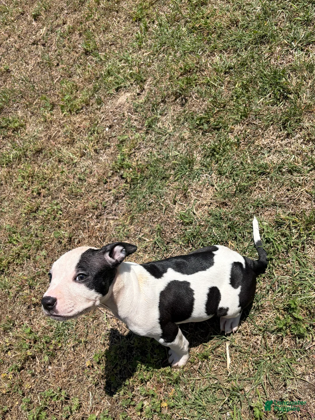 American Bully dogs for sale: American Bully Puppy 7 - Ad 2