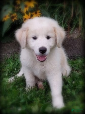 Mixed Breed dogs Luke - Ad 1