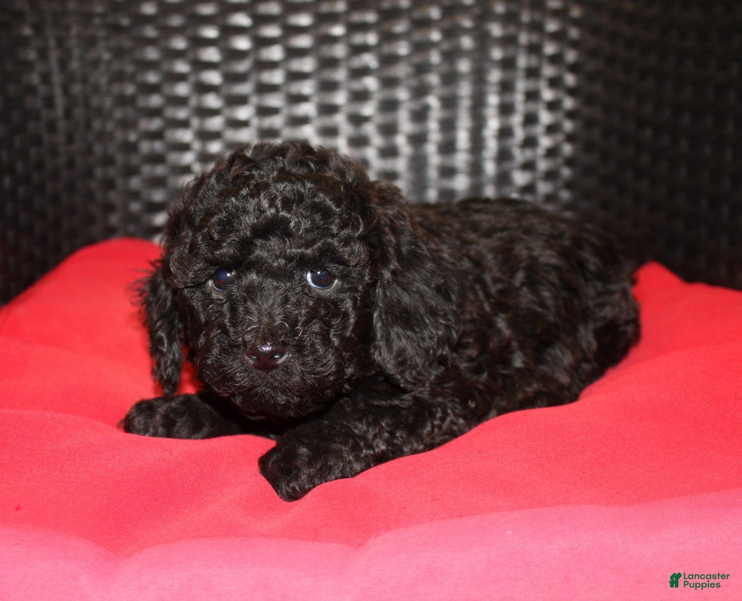 Cavapoo dogs for sale: Coffee - Ad 4