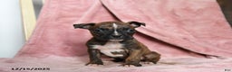 Boxer dogs for sale: Lickums - Ad 2
