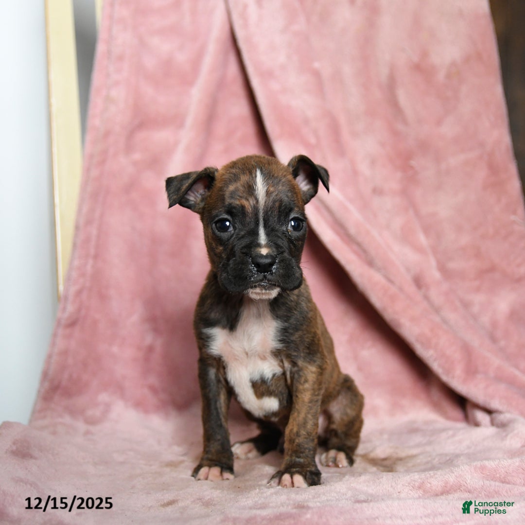 Boxer dogs for sale: Lickums - Ad 2