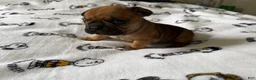 French Bulldog dogs for sale: Romeo junior - Ad 6