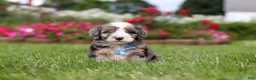 Mini Bernedoodle dogs for sale: Ollie - Ad 5