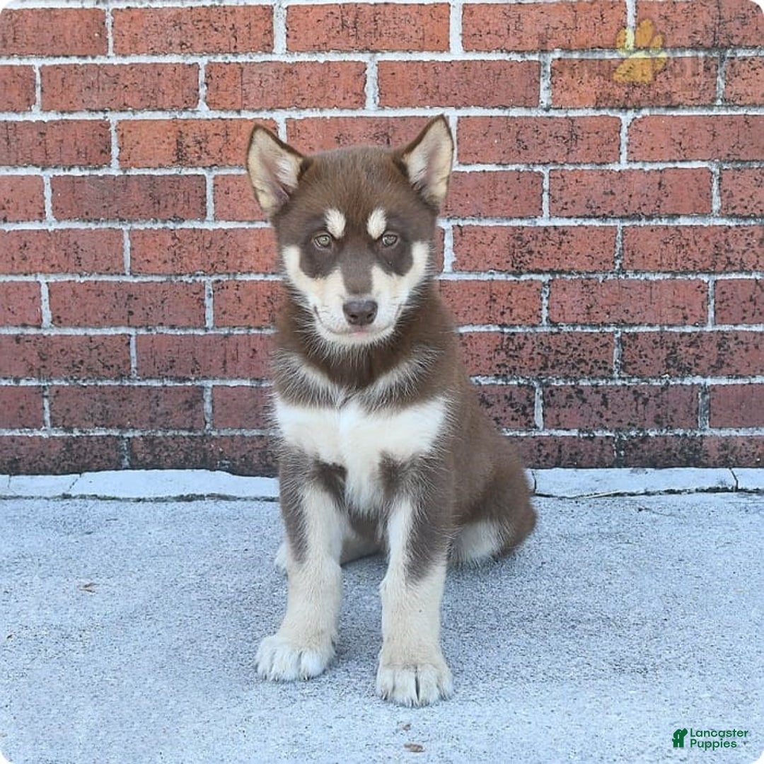 Gallery Image {{count}}