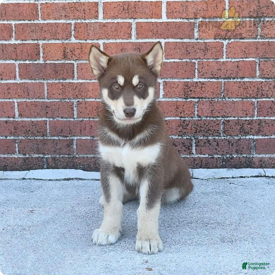 Gallery Image {{count}}