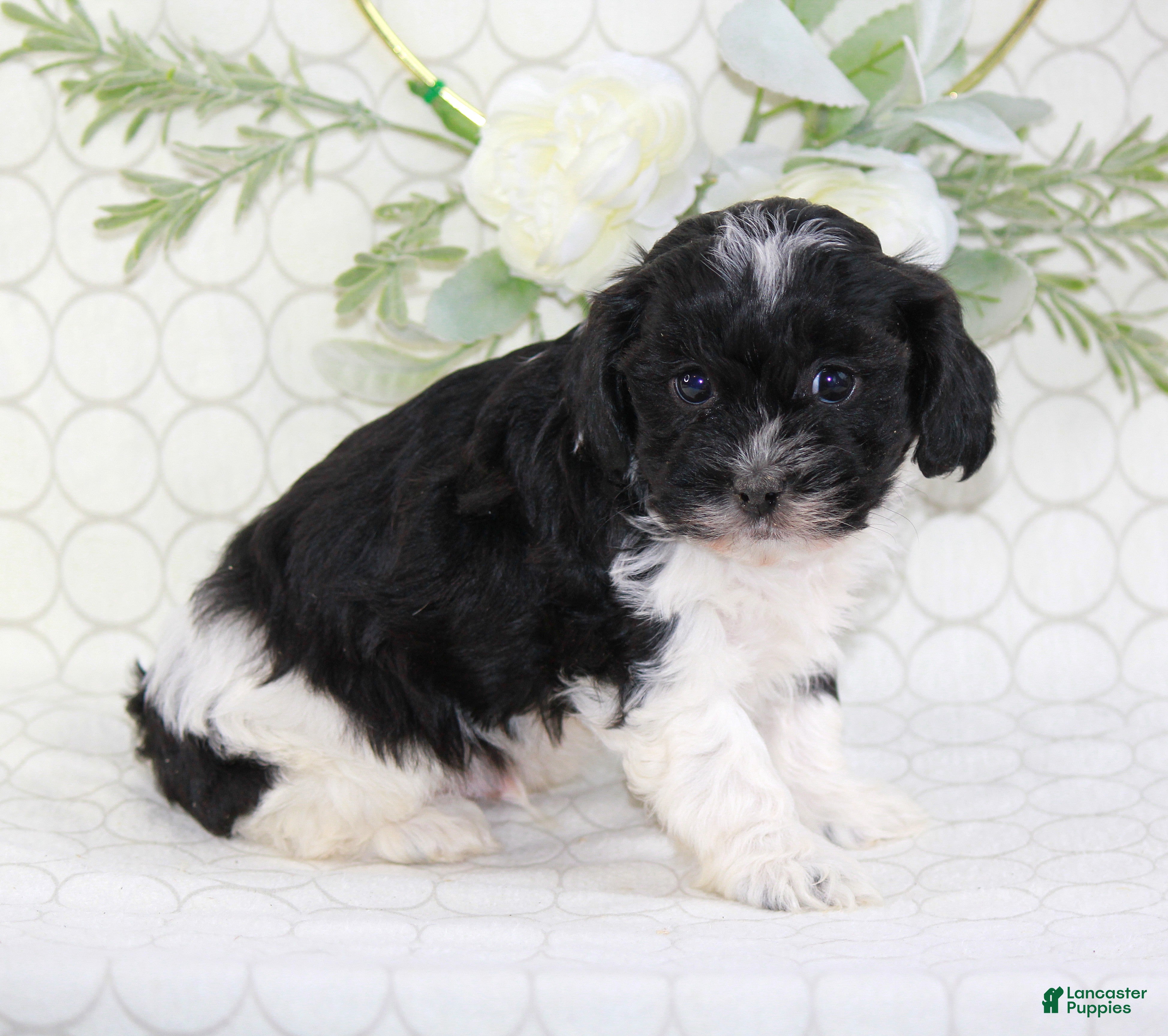 Shihpoo dogs Ace - Ad 2