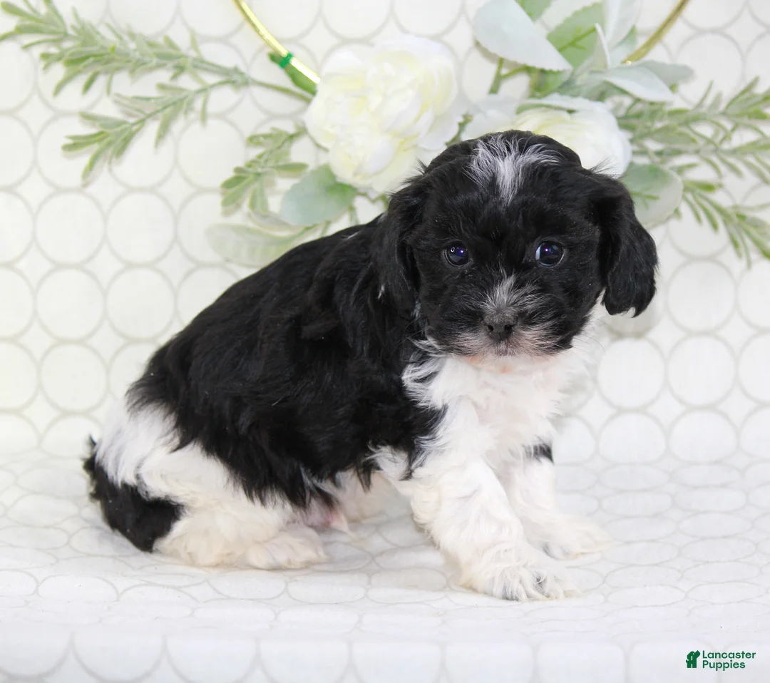 Shihpoo dogs for sale: Ace - Ad 2