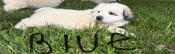 Great Pyrenees dogs for sale: Great Pyrenees Puppy 2 Blue - Ad 2