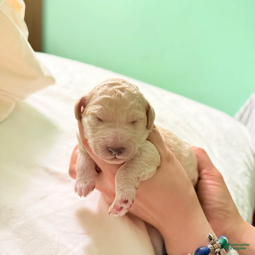 Standard Poodle dogs for sale: Standard Poodle Puppy 6 - Ad 10