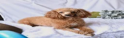 Toy Poodle dogs for sale: Leo  - Ad 6