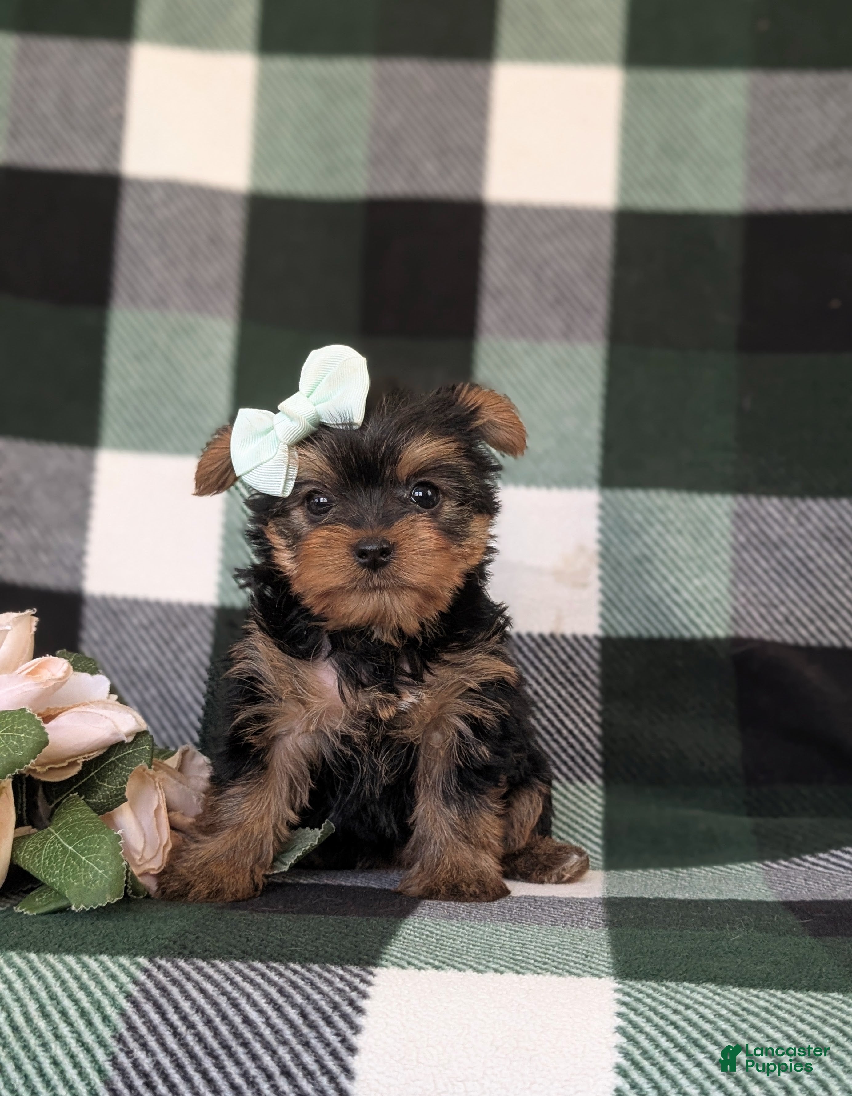 Yorkshire Terrier dogs Lisette 7 lbs Full Grown - Ad 1