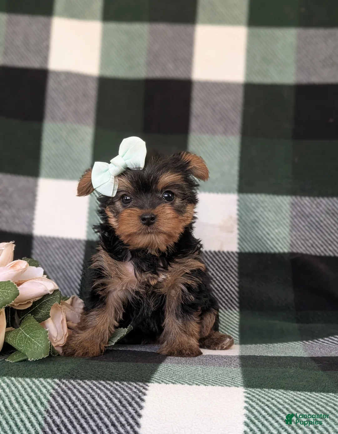 Yorkshire Terrier dogs for sale: Lisette 7 lbs Full Grown - Ad 1