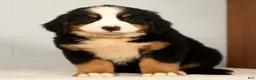 Bernese Mountain Dog dogs for sale: Roxie - Ad 4