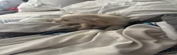 Chihuahua dogs for sale: Chihuahua 1 - Ad 2