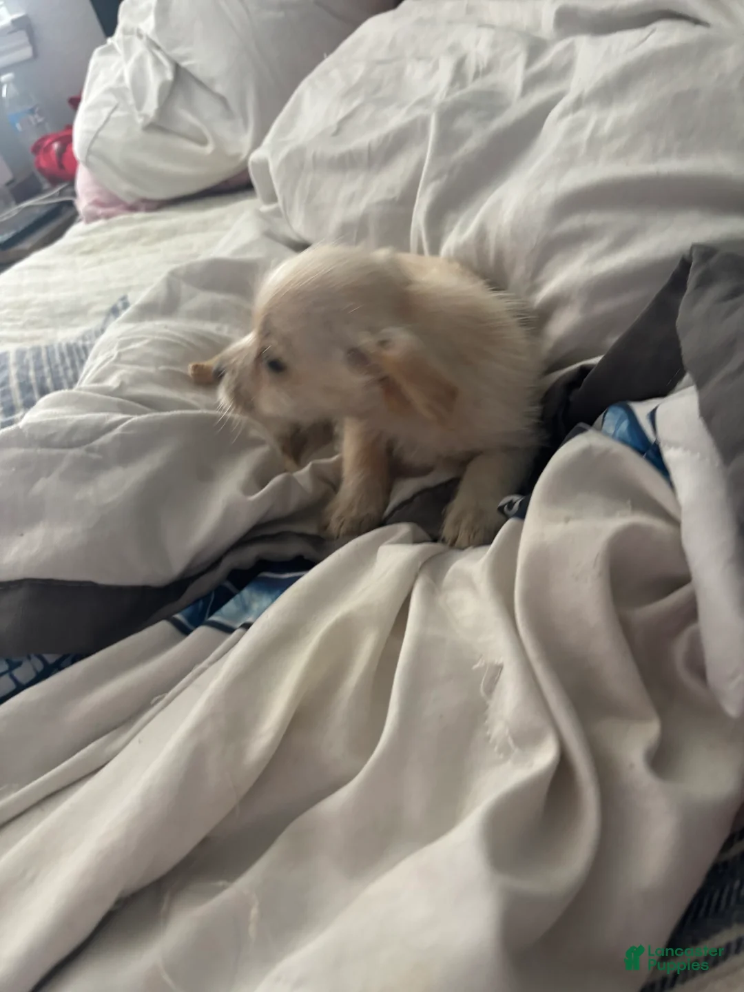 Chihuahua dogs for sale: Chihuahua 1 - Ad 2