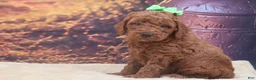 Miniature Poodle dogs for sale: Winston - Ad 3