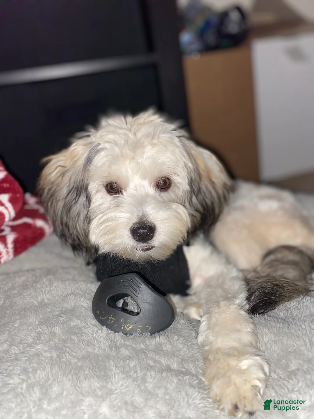 Yorkiepoo dogs for sale: Yorkiepoo Puppy 3 - Ad 5