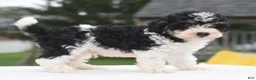 Toy Poodle dogs for sale: Bentley  - Ad 6