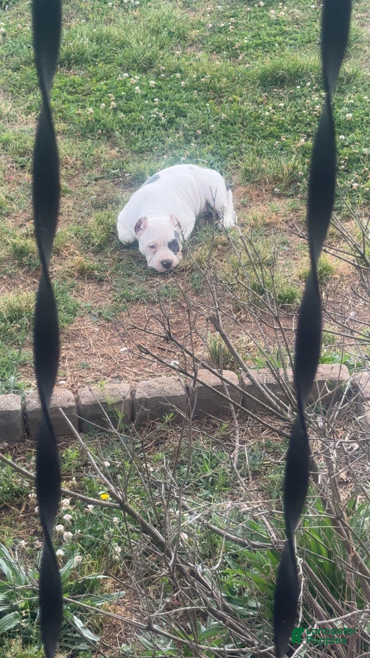 American Bully dogs American Bully Puppy 1 - Ad 2