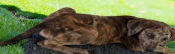 Catahoula Leopard Dog dogs for sale: Tigger 2026 Female 3 - Ad 15