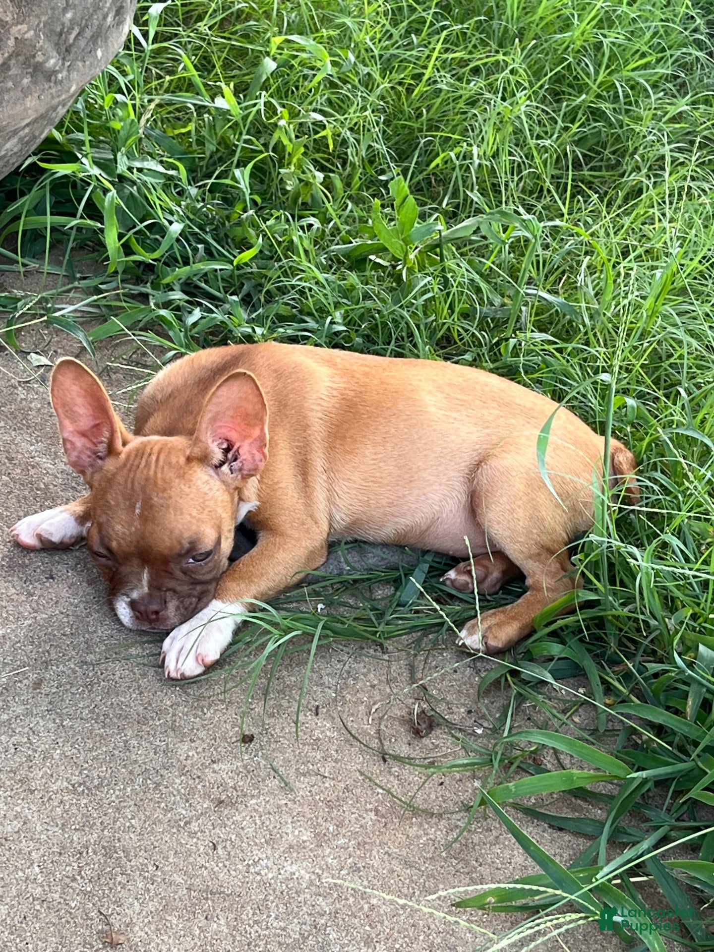 Mixed Breed dogs Mixed Breed 7 - Ad 1