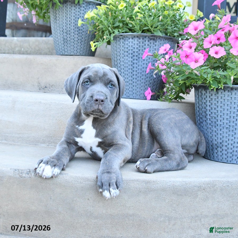 Cane Corso dogs Roscoe - Ad 2