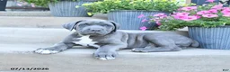 Cane Corso dogs for sale: Roscoe - Ad 2