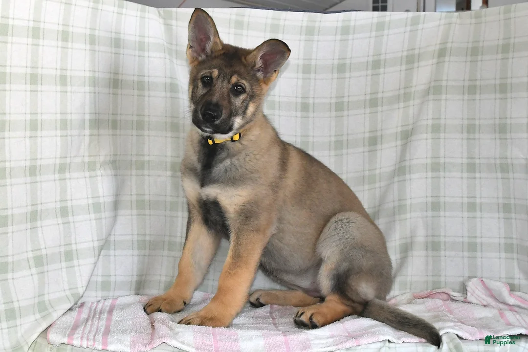 German Shepherd dogs for sale: Megan - Ad 5