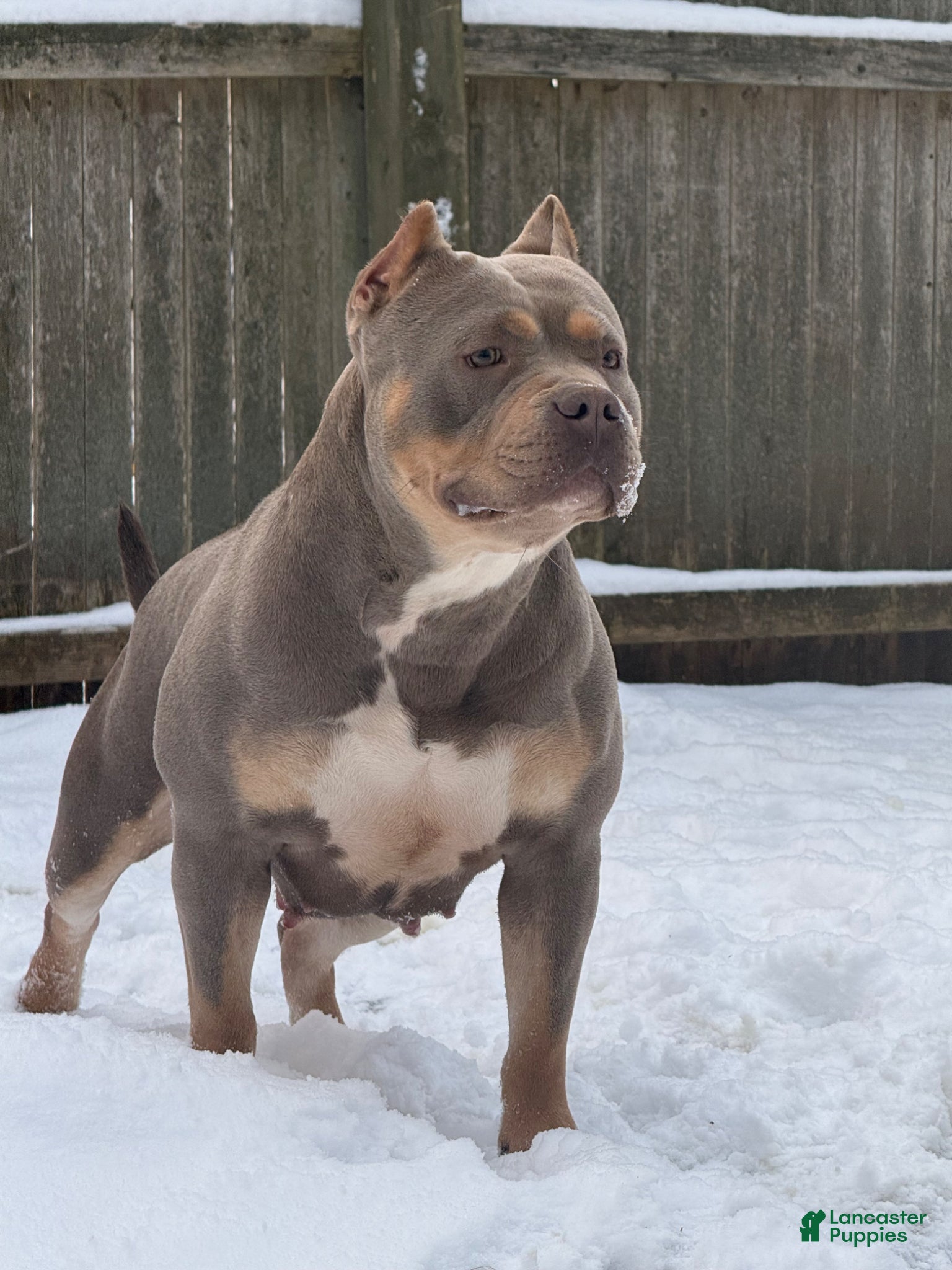American Bully dogs American Bully Puppy 1 - Ad 1