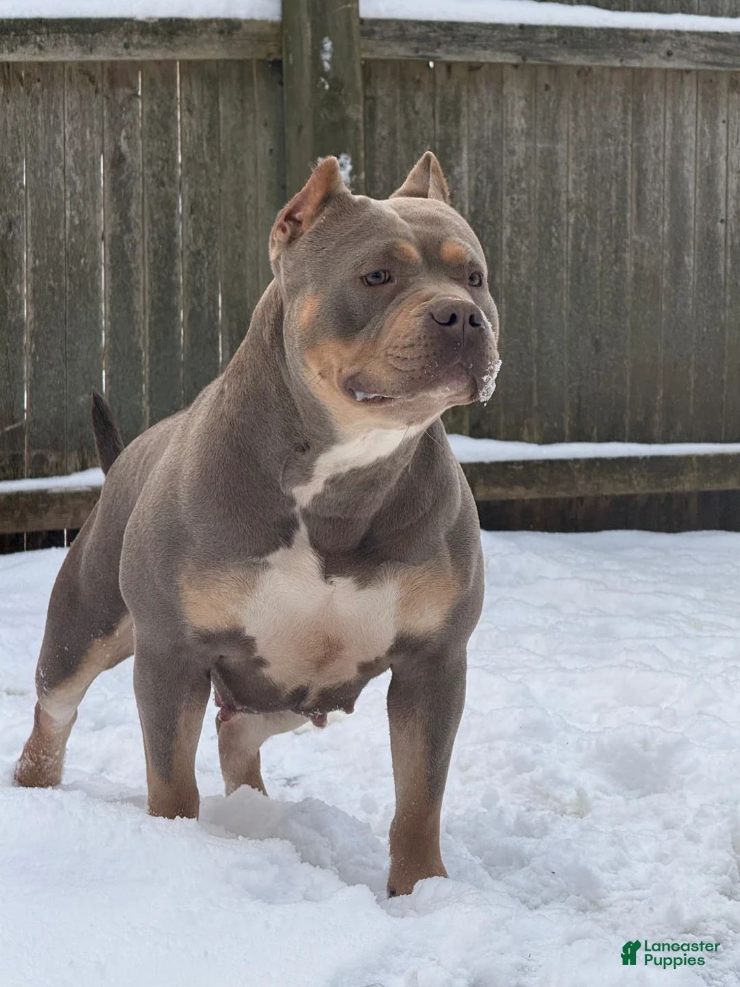 American Bully dogs for sale: American Bully Puppy 1 - Ad 1