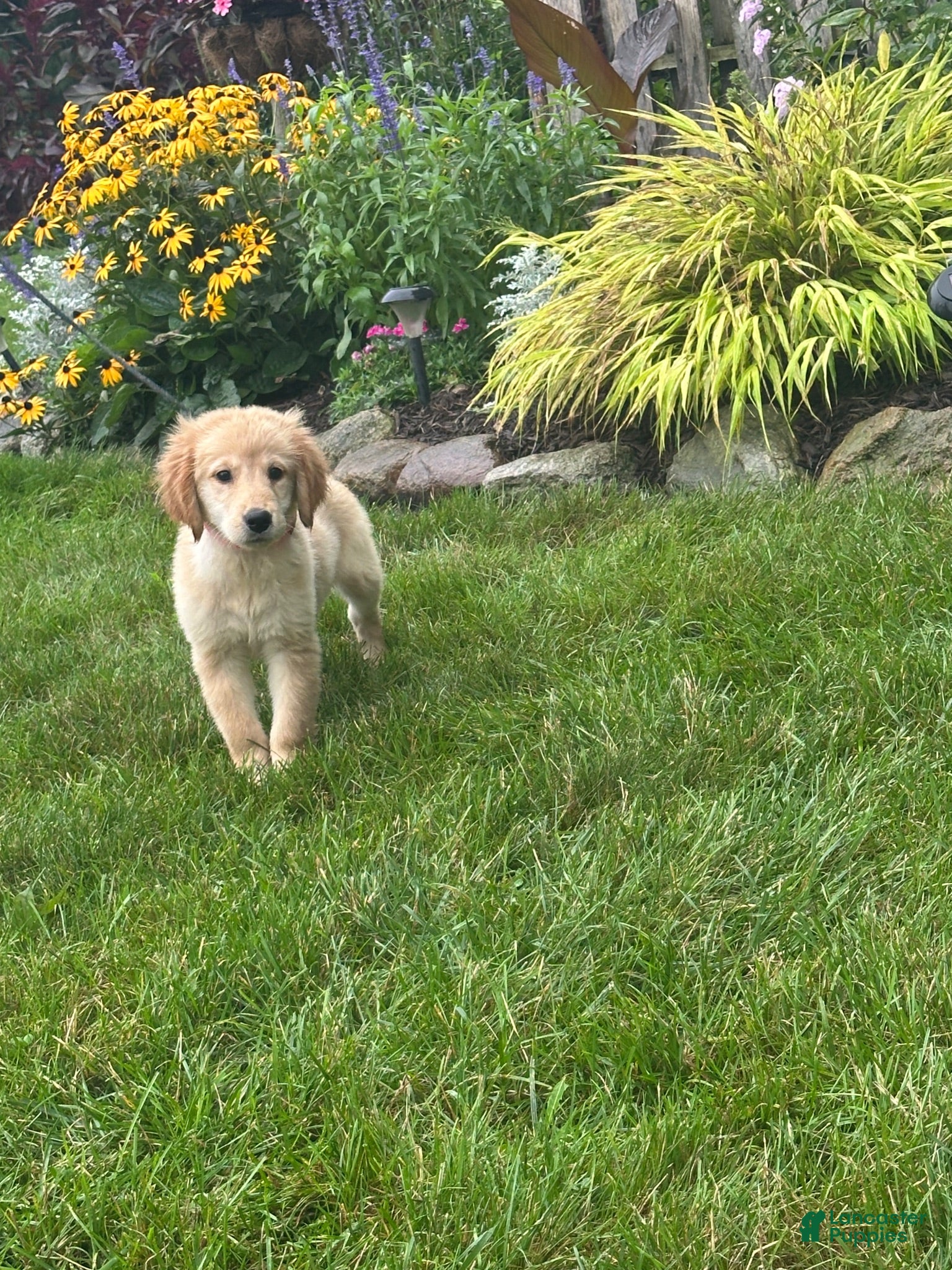 Golden Retriever dogs Golden Retriever 3 - Ad 1