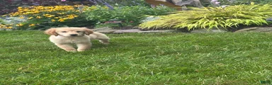 Golden Retriever 3