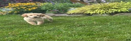 Golden Retriever dogs for sale: Golden Retriever 3 - Ad 1