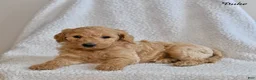 Goldendoodle dogs for sale: Duke - Ad 1