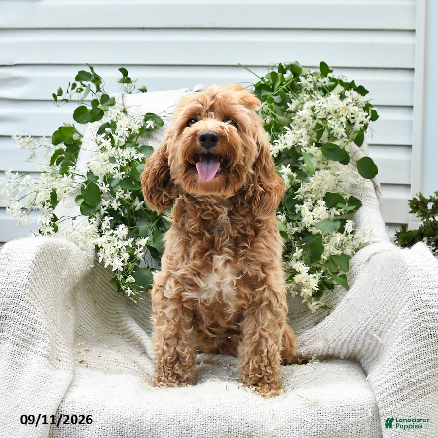 Cockapoo dogs Josy - Ad 2