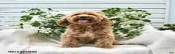 Cockapoo dogs for sale: Josy - Ad 2