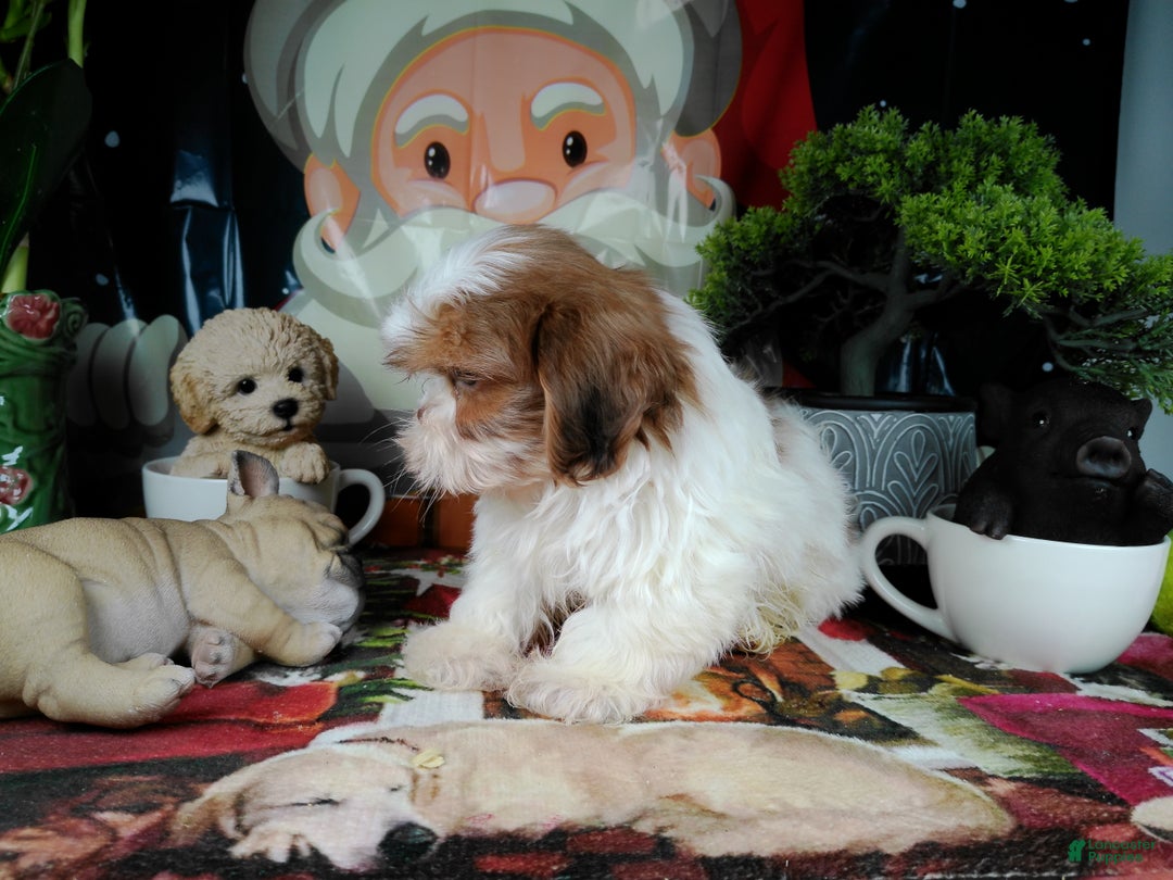 Shih Tzu dogs for sale: piolin - Ad 2