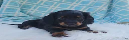Miniature Dachshund dogs for sale: Vander - Ad 33