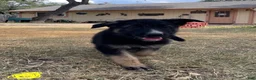 German Shepherd dogs for sale: Yellow - Ad 2