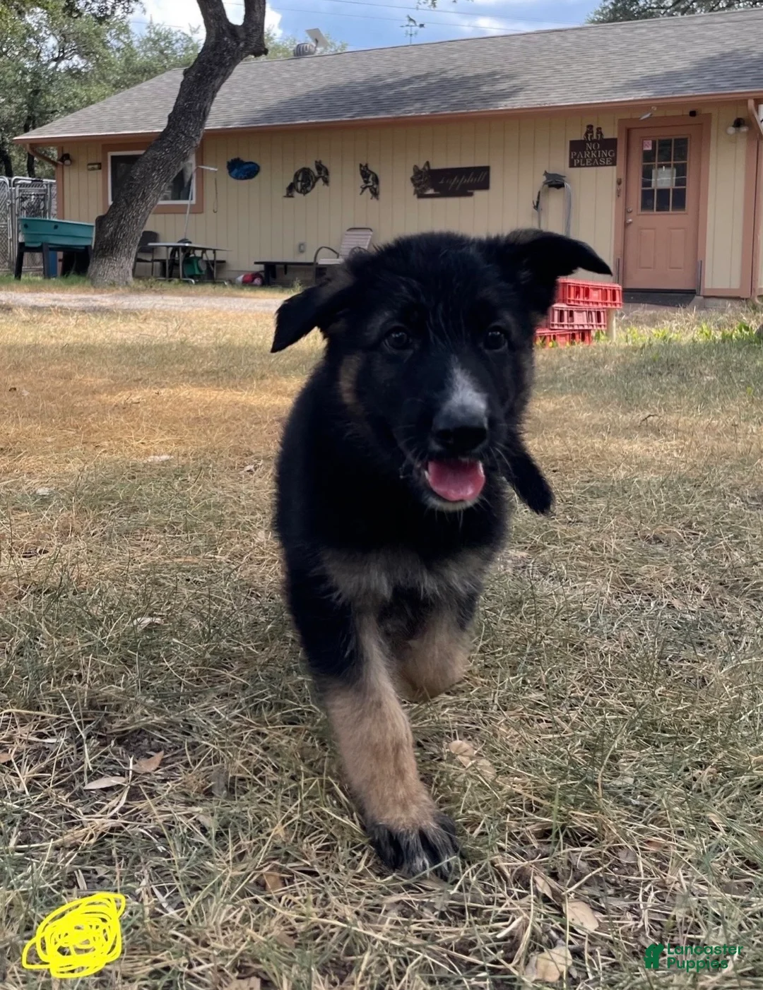 German Shepherd dogs for sale: Yellow - Ad 2