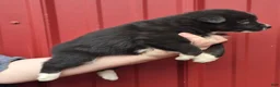 Mixed Breed dogs for sale: Mixed Breed 4 - Ad 3