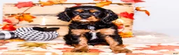 Cavalier King Charles Spaniel dogs for sale: Jojo - Ad 12