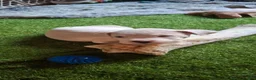American Bulldog dogs for sale: Freya  - Ad 2